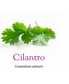 CILANTRO FRESCO ESTUCHE 20 GR BIO